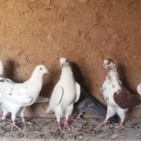 کفتر گرو|پرنده|سرخه حصار, |دیوار