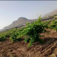 یک هکتار باغ انگوری ثمری سنددار کمتر از قیمت پارچه|فروش زمین و ملک کلنگی|همایجان, |دیوار