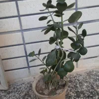 گل قشنگ|گل مصنوعی|یزد, |دیوار