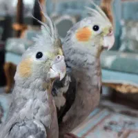 عروس هلندی دستی