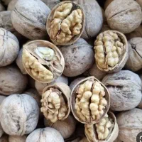 گردومنقامغزپر سفیدخشک