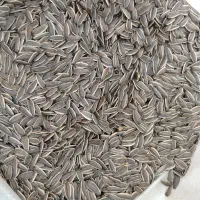 تخمه آفتاب گردان وارداتی