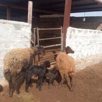 میش|حیوانات مزرعه|تربت جام, جامرود|دیوار