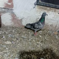 کبوتر