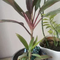 گل های طبیعی