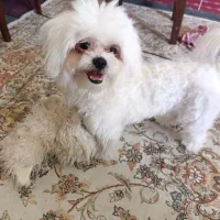 سگ نر مالتیز|سگ|تبریز, |دیوار