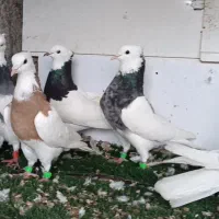 ۶طوقی سرخ دم‌سفید و سینه ماده و ۳پلاکی نر طاووسی