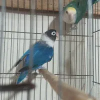 جفت کوتوله یرزیلی|پرنده|قائم‌شهر, |دیوار