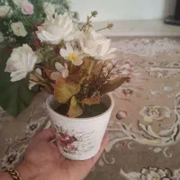 5 عدد گل های زیبا و رنگارنگ