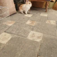 خرگوش لوپ|موش و خرگوش|اردبیل, |دیوار