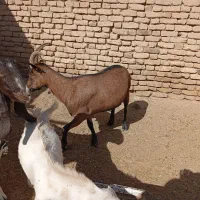 بز آلپاین اصل پرشیر|حیوانات مزرعه|سلامی, |دیوار