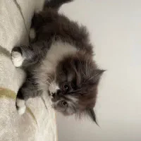 فروش گربه پرشین