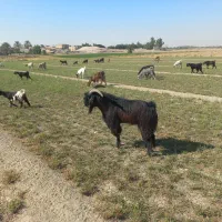 فروش یک عدد پازن داشتی|حیوانات مزرعه|هندیجان, |دیوار