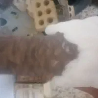 دم قهویی|پرنده|اهواز, کوی سعدی|دیوار