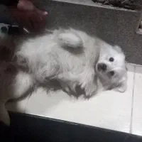 فروش سگ|سگ|راور, |دیوار