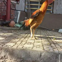 جوجه خروس لاری افغان|حیوانات مزرعه|رابر, |دیوار