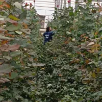 نیازمند کارگر جهت گلخانه گل رز