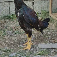 خروس لاری سن یکو نیم سال همه جوره سالم|حیوانات مزرعه|نوشهر, |دیوار