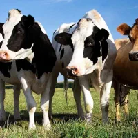 کارگر گاوداری