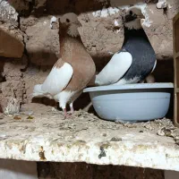 طوقی همه رنگ|پرنده|اسفرورین, |دیوار