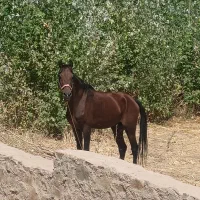 خرید و فروش اسب پالانی