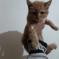 واگذاری بچه گربه دوماهه