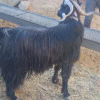 تکه جلوکش|حیوانات مزرعه|کلات (خراسان), |دیوار