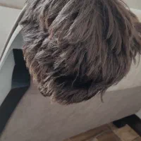 دو عدد کلاه گیس|آرایشی، بهداشتی، درمانی|لاهیجان, پردسر|دیوار