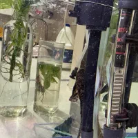 آکواریوم|ماهی|سبزوار, فرهنگیان|دیوار