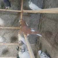 ایکس باکس سریs