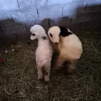 بره نروماده