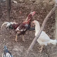 یک خروس با سه عدد مرغ لاری افغان