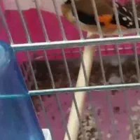 سهره کرمونشاهی بخون|پرنده|کرمان, |دیوار