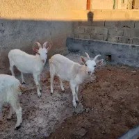 بز سانن اصل درجه یک|حیوانات مزرعه|دشت ذهاب, |دیوار