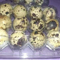 تخم بلدرچین درجه یک