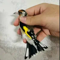 سهره گل بلند