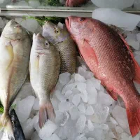 مرغ منجمد و ماهی جنوب تازه|خوردنی و آشامیدنی|نیشابور, کوی فرهنگیان|دیوار