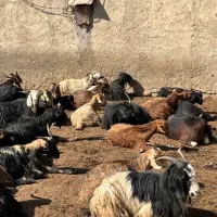 معامله پنجاه بز و چهل کهره با تراکتور