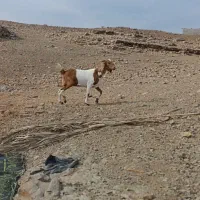 گیسه جنس دقلو|حیوانات مزرعه|عنبرآباد, |دیوار