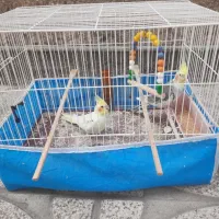 فروش یک جفت عروس هلندی