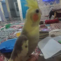 فروش دو عدد عروس هلندی نر