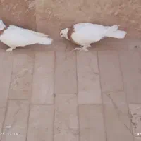 یک جفت کفتر طوقی|پرنده|قم, پردیسان|دیوار