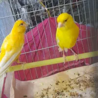 قناری رسمی بلند|پرنده|تهران, حصارک|دیوار