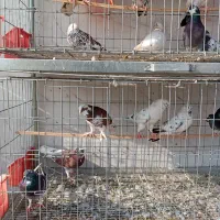 کبوتر پرشی و زینتی ولوازم|پرنده|دابودشت, |دیوار