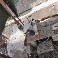 پنج جفت کبوتر پرشی زمانت ساعت بالا|پرنده|بافق, |دیوار