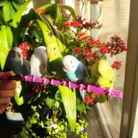 مرغ عشق دستی|پرنده|مبارکه, |دیوار