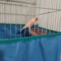 قناری شلاقی|پرنده|بندرعباس, |دیوار