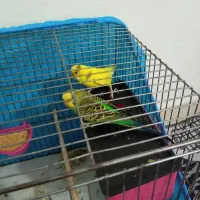 یک جفت مرغ عشق مولد