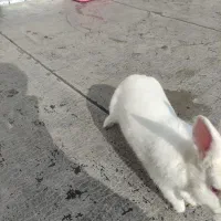 خرگوش خانگی|موش و خرگوش|مهاباد (آذربایجان غربی), |دیوار