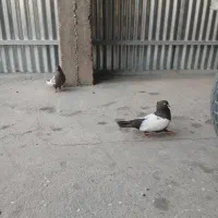 کبوتر